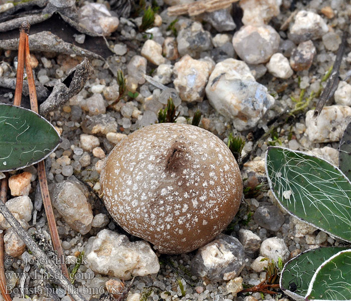 Sandäggsvamp Dvergrøyksopp Dwarf Puffball