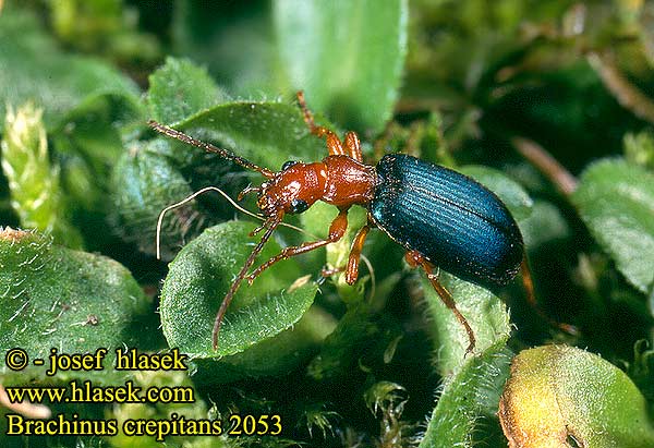 Brachinus crepitans 2053