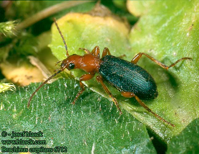 Brachinus crepitans 6217