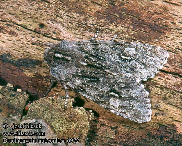 Brachionycha nubeculosa Rannoch Sprawler