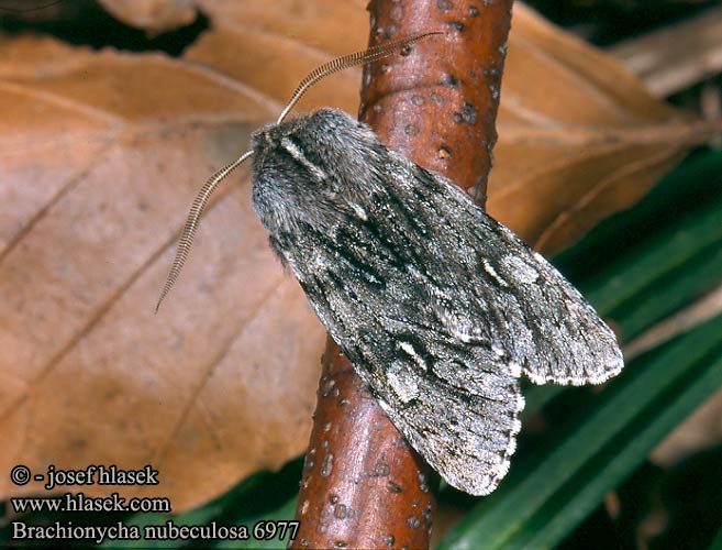 Brachionycha nubeculosa Frühlings-Rauhhaareule Dřevobarvec jarní