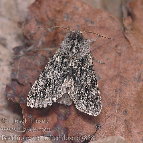 Dřevobarvec jarní Brachionycha nubeculosa Rannoch Sprawler