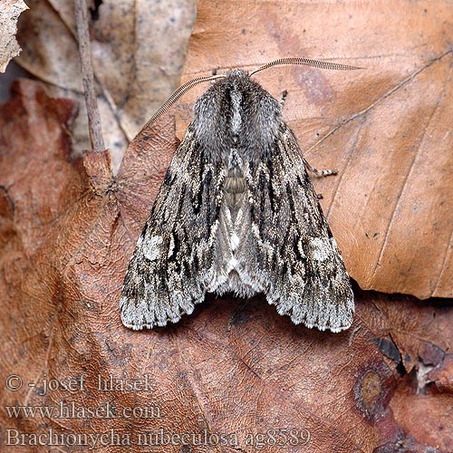 Rannoch Sprawler Dřevobarvec jarní Brachionycha nubeculosa