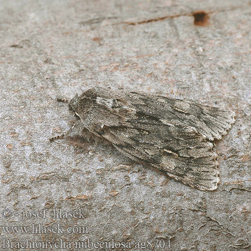 Frühlings-Rauhhaareule Rannoch Sprawler Dřevobarvec jarní