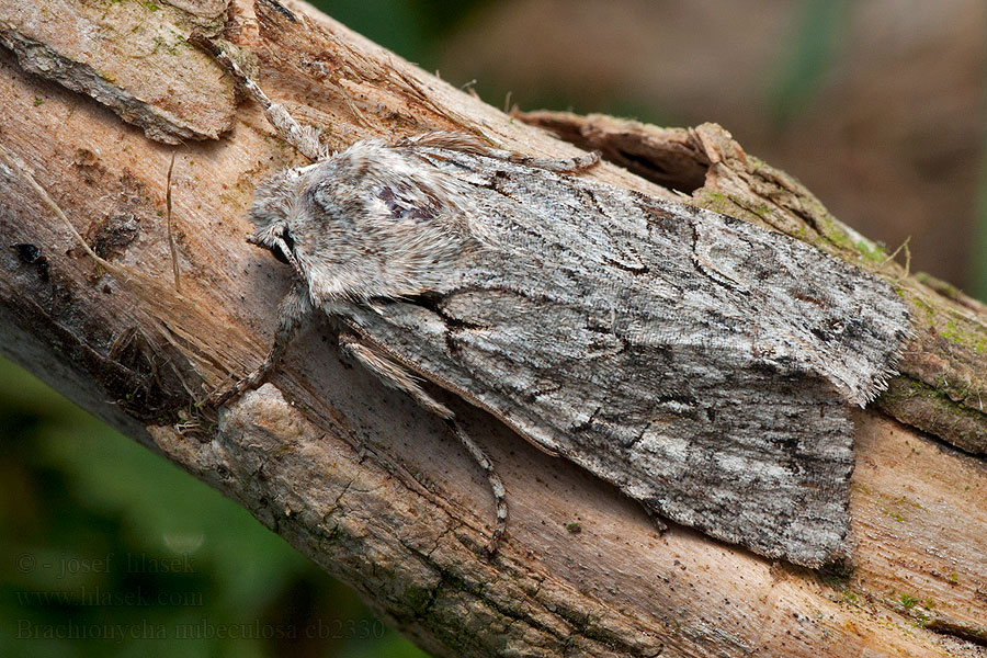 Mora marcová Noctuelle nubéculeuse Совка грубоволосая серая