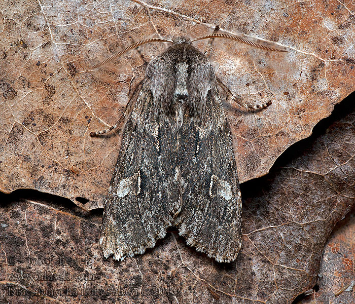 Rannoch Sprawler Brachionycha nubeculosa