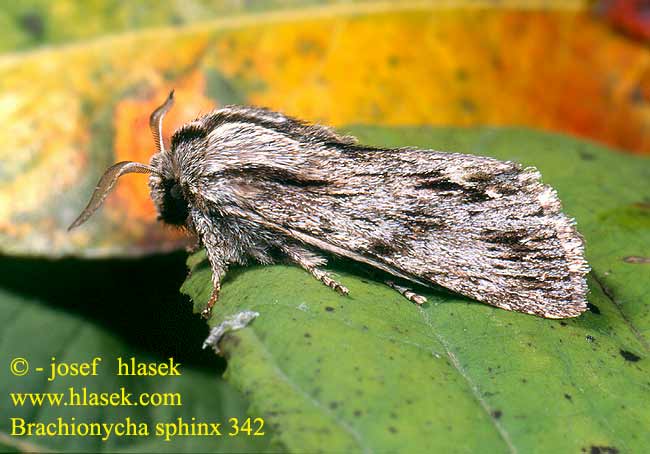 Brachionycha sphinx