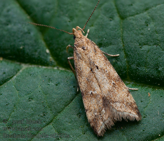 Brachmia blandella Gorse Crest Psota útesovcová