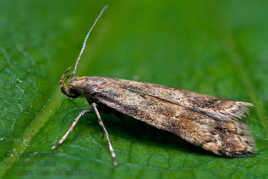 Brachmia blandella Ängsgräsbågpalpmal