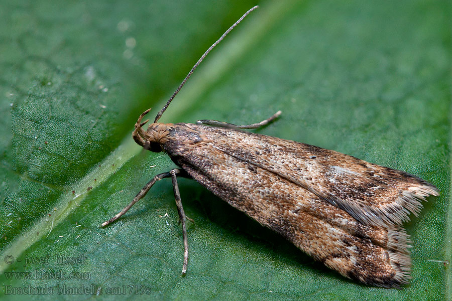 Gorse Crest Brachmia blandella