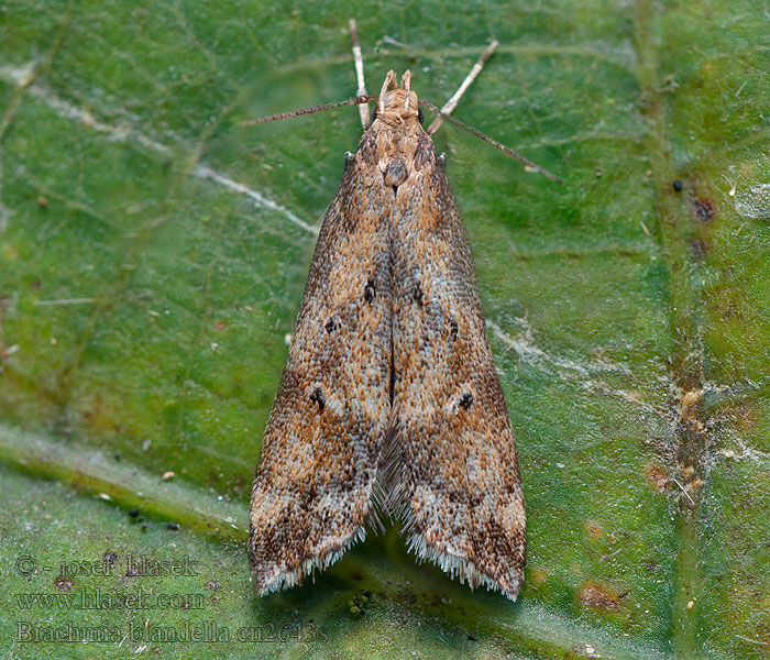 Psota útesovcová Brachmia blandella