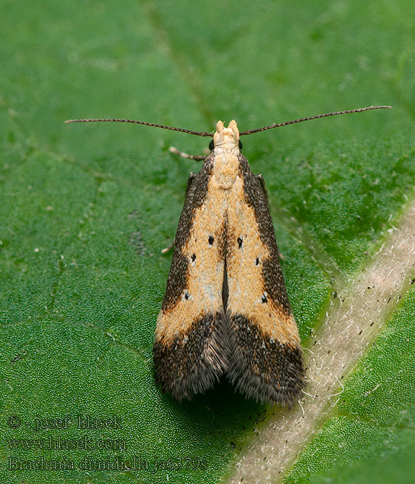 Brachmia dimidiella Psota smldníková Vossenkopmot