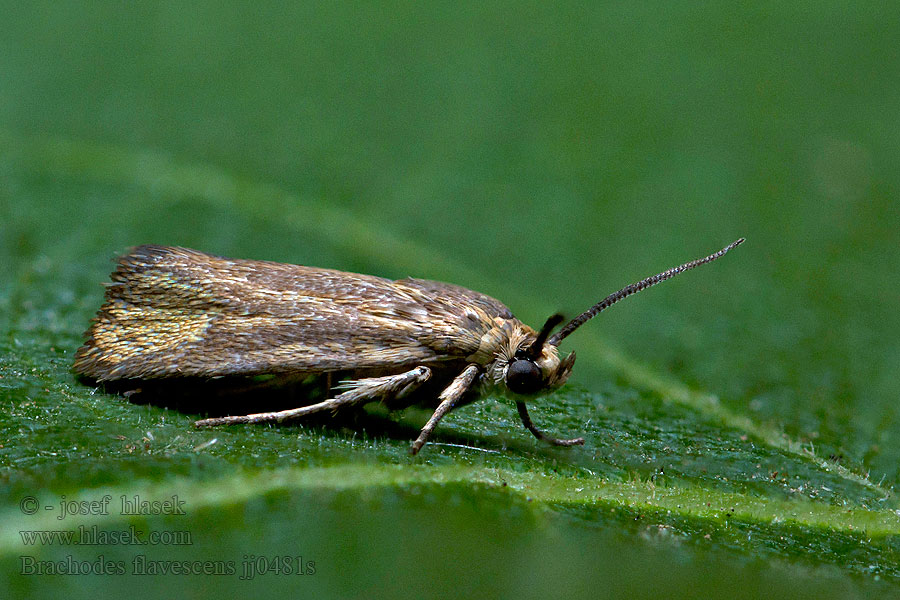 Brachodes flavescens