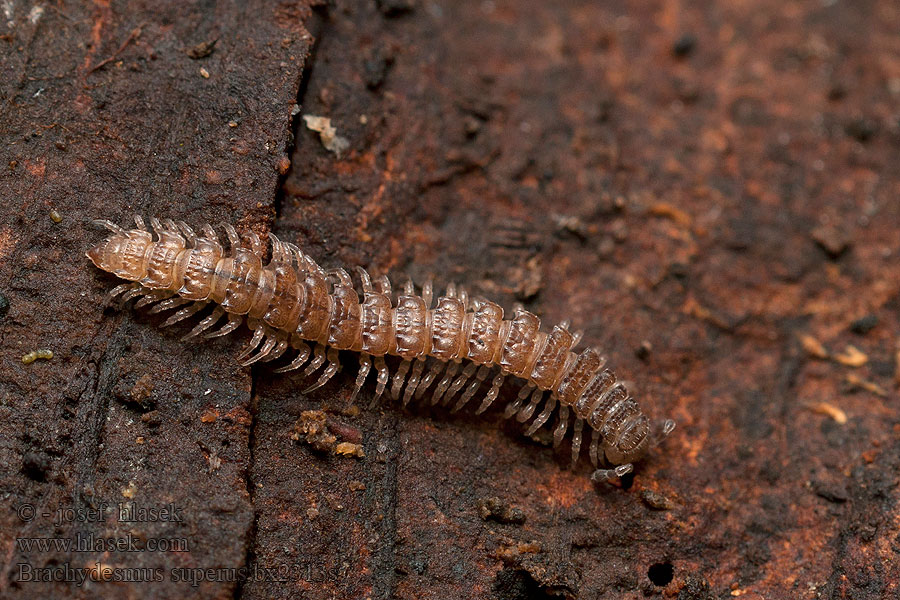 Brachydesmus superus Plochule hrbolatá Dvärgplattfoting