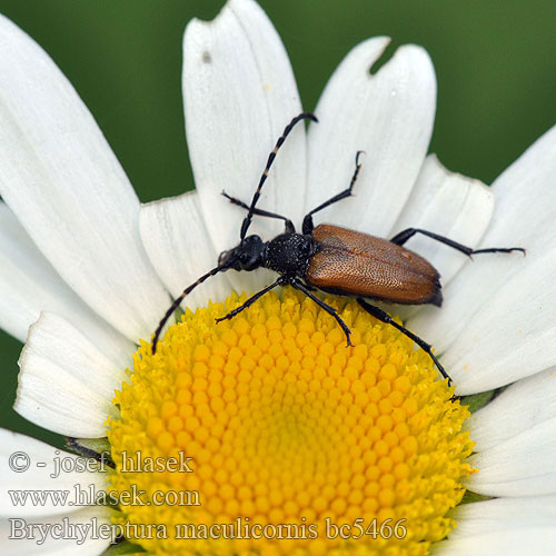 Brachyleptura maculicornis