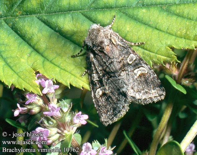 Brachylomia viminalis Jasnobarvec vrbový Violettgraue Weideneule