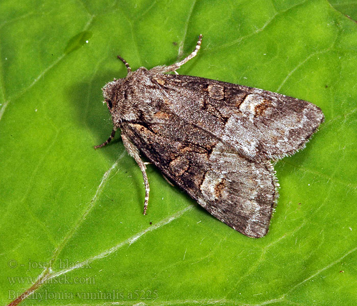 Brachylomia viminalis Minor shoulder kno Mora vrbinná