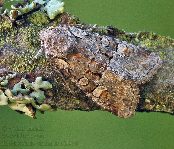 Brachylomia viminalis Jasnobarvec vrbový Violettgraue Weideneule