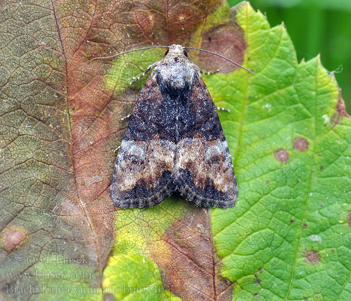 Brachylomia viminalis Allmänt pilfly Rotstrekvierfly