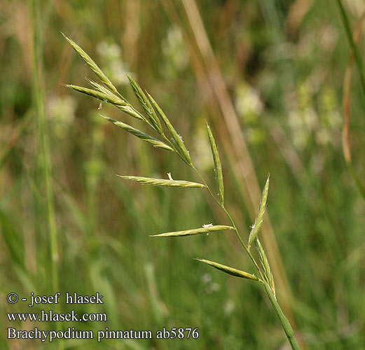 Brachypodium pinnatum