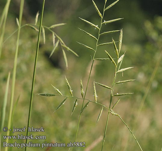 Brachypodium pinnatum