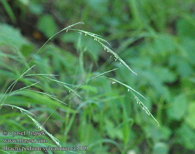 Brachypodium sylvaticum