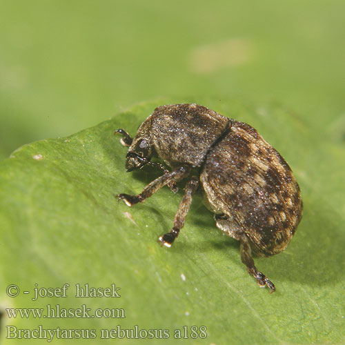 Brachytarsus nebulosus a188