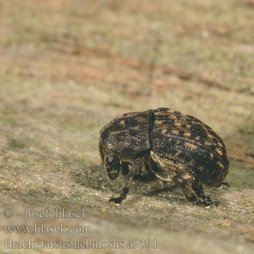 Brachytarsus nebulosus a9391