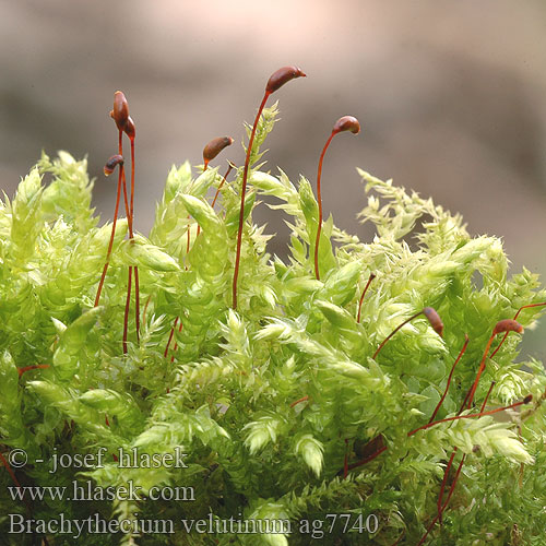 Brachythecium velutinum ag7740