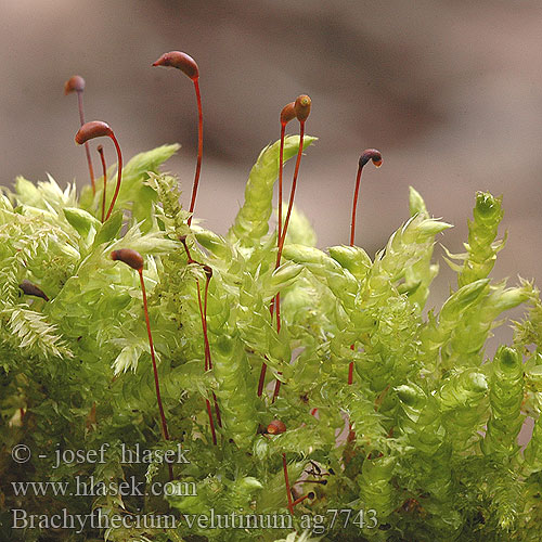 Brachythecium velutinum ag7743