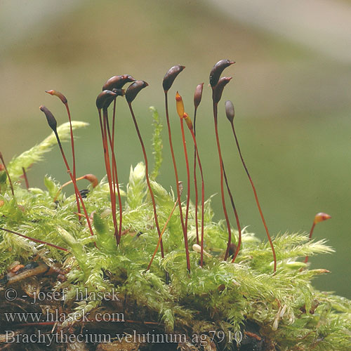 Brachythecium velutinum ag7910