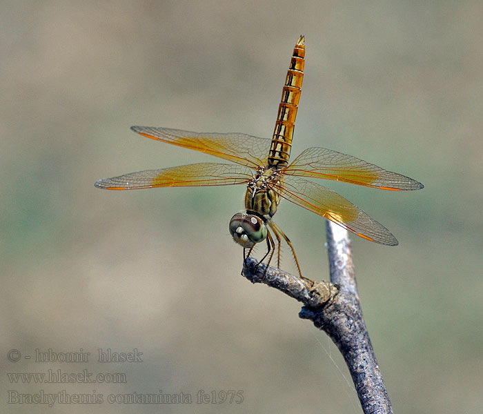 Brachythemis contaminata Ditch jewel