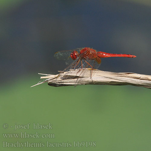 Brachythemis lacustris Red Groundling