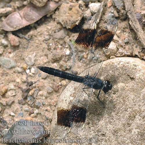 Brachythemis leucosticta ad3462