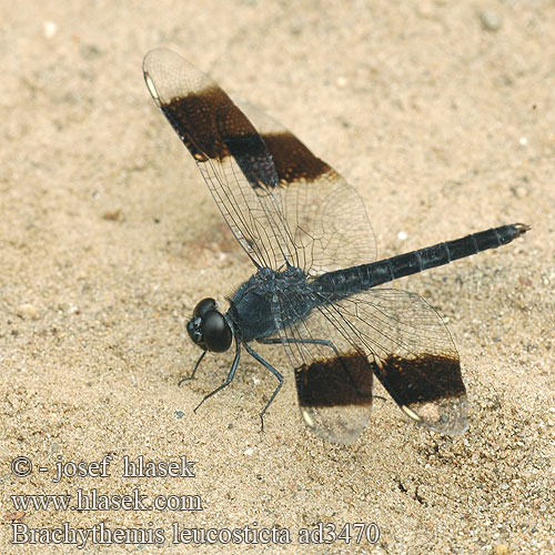 Brachythemis leucosticta Libellula Banded Groundling Libellule stylets blancs שפירית הדרכים