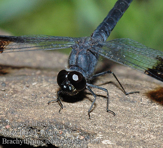 Brachythemis leucosticta Libellule stylets blancs שפירית הדרכים Libellula Banded Groundling