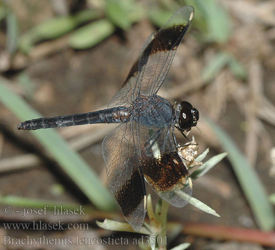 Brachythemis leucosticta Libellule stylets blancs שפירית הדרכים Libellula Banded Groundling