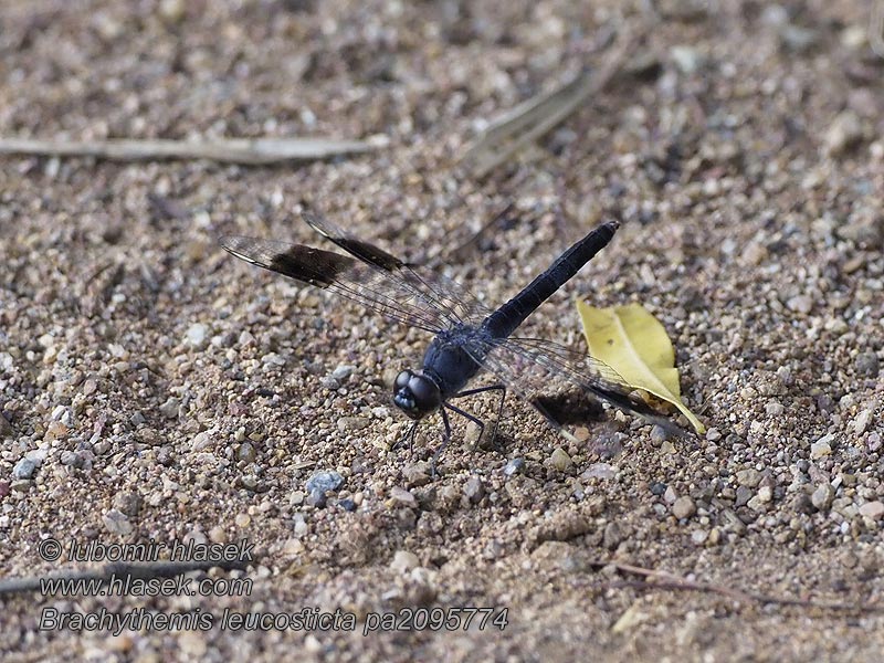 Brachythemis leucosticta