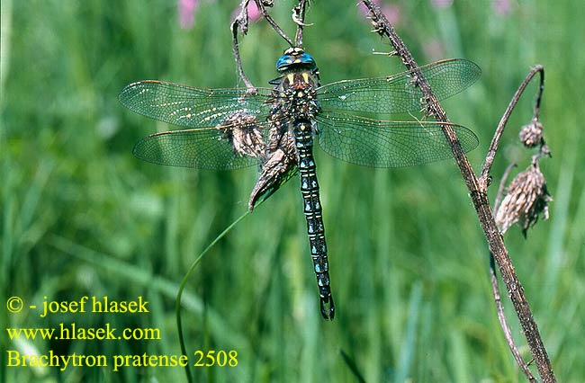 Brachytron pratense Hairy dragonfly Håret Mosaikguldsmed Karvaukonkorento Aeschne printanière Glassnijder Aeshna primaverile Kleine Mosaikjungfer Żagniczka pospolita Šídlo luční Vårmosaikslända Vårøyenstikker Коромысло беловолосое Короткочеревець лучний Szőrös szitakötő Zgodnji trstničar