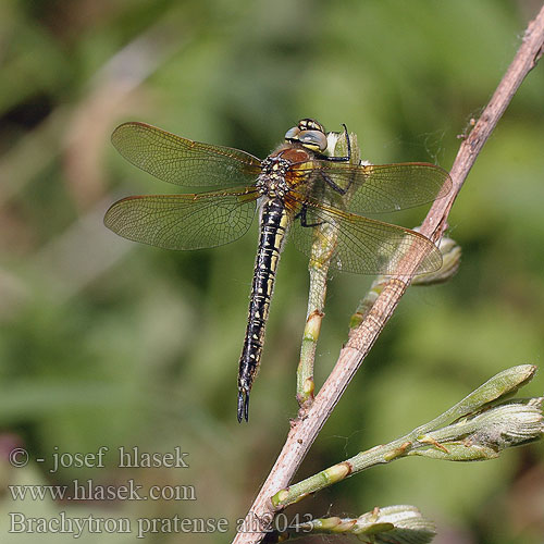 Brachytron pratense ah2043