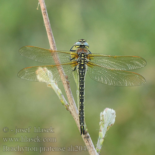 Brachytron pratense Коромысло беловолосое Короткочеревець лучний