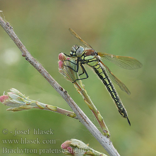 Brachytron pratense Szőrös szitakötő Zgodnji trstničar Hairy dragonfly