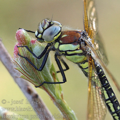 Brachytron pratense ah2070