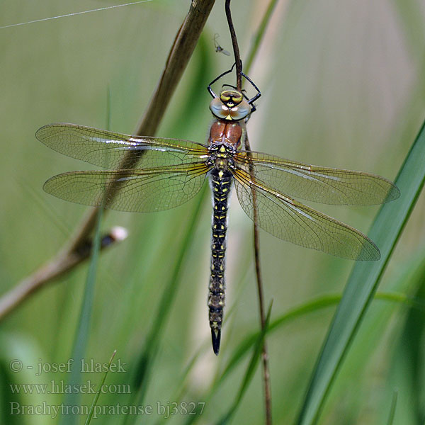 Brachytron pratense bj3827