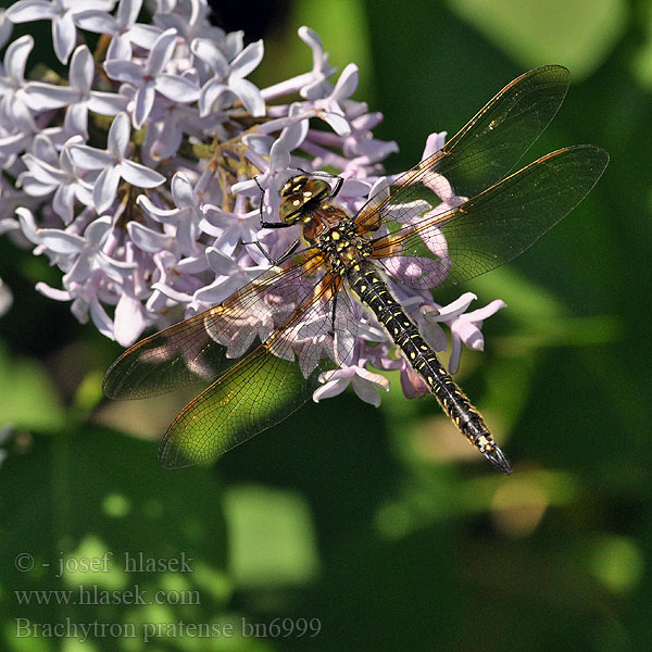 Hairy dragonfly Håret Mosaikguldsmed Brachytron pratense