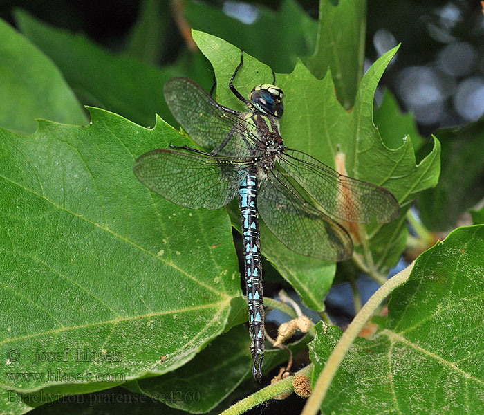 Hairy dragonfly Brachytron pratense