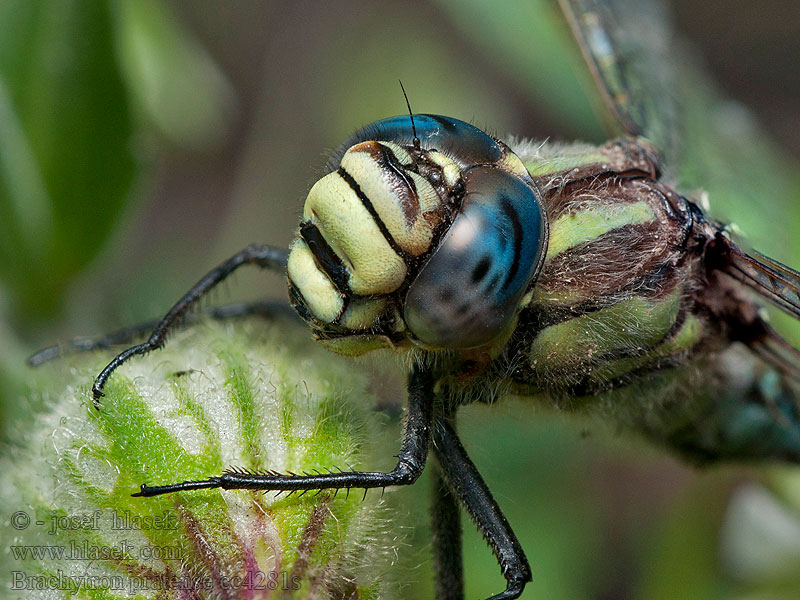 Håret Mosaikguldsmed Karvaukonkorento Brachytron pratense