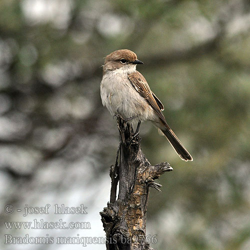 Bradornis mariquensis Melaenornis Mariqua Flycatcher