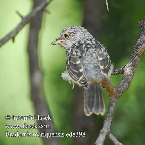 Bradornis mariquensis ed8398