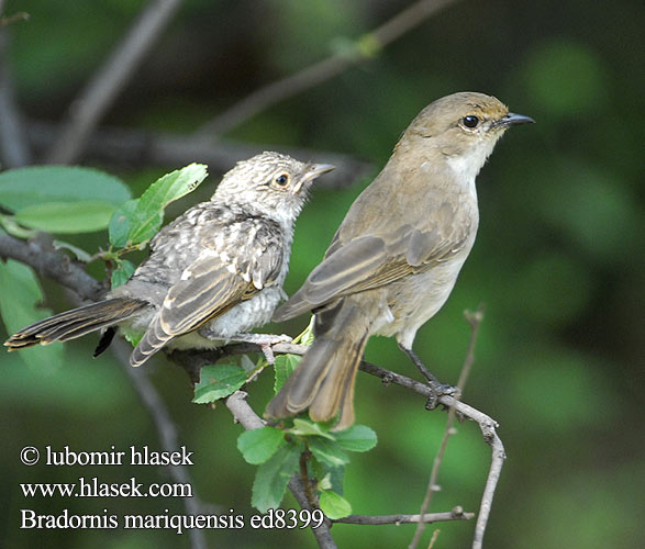 Maricovlieëvanger Kapantsi Bradornis mariquensis Melaenornis